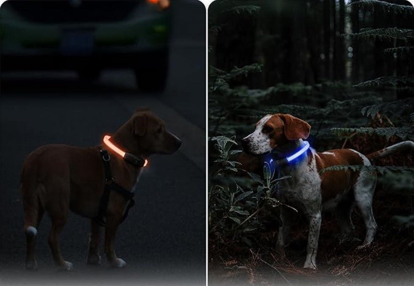 Collier Lumineux | NightSecure - Mon chien content