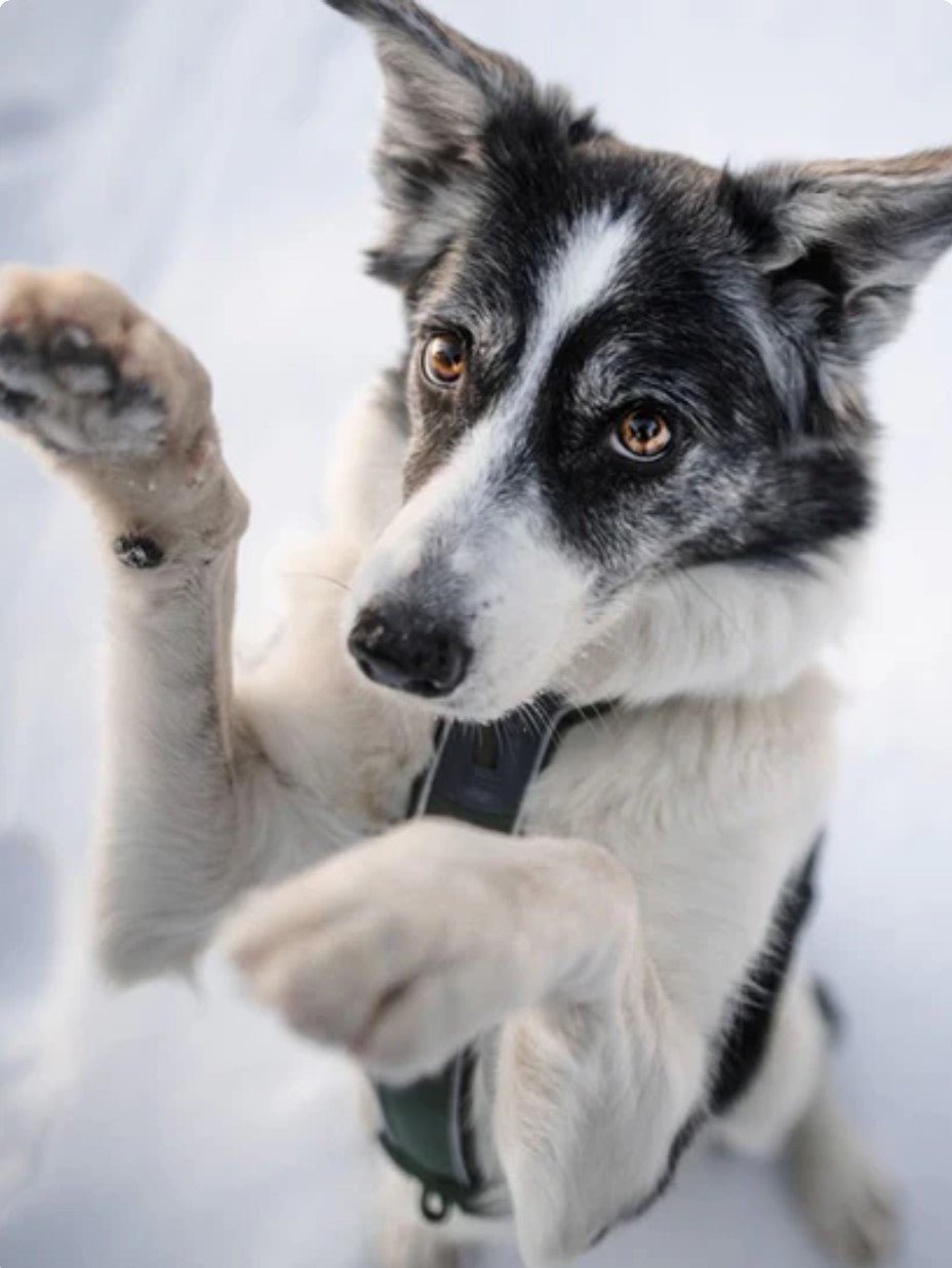 Harnais pour chien Line Harness 5.0 Noir Non - Stop | Canicross - Mon chien content