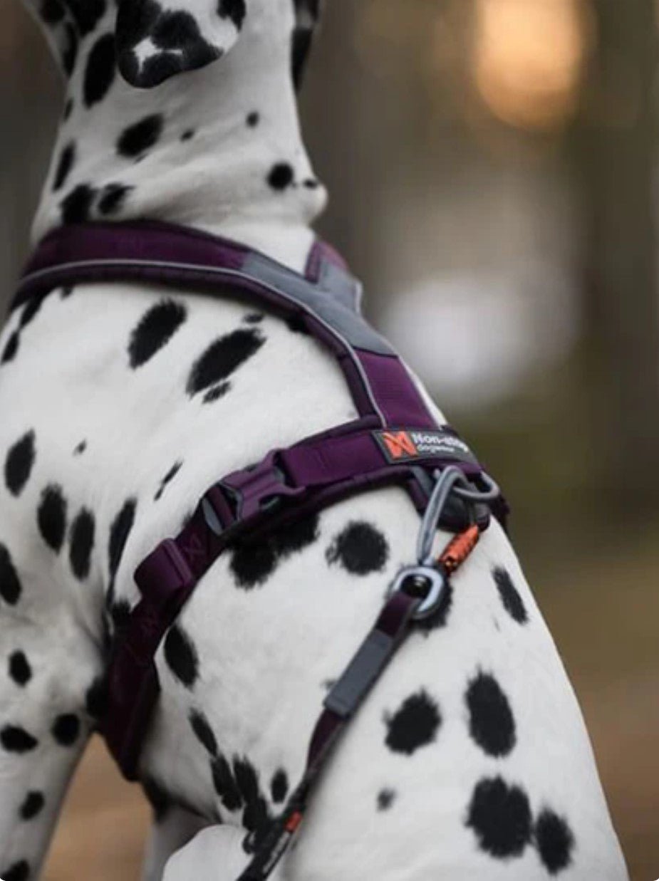 Harnais pour chien Line Harness 5.0 Noir Non - Stop | Canicross - Mon chien content