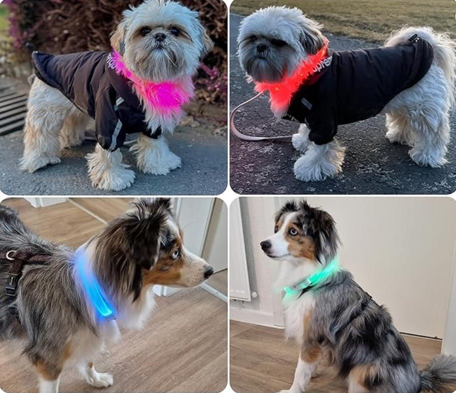 Collier Lumineux | NightSecure - Mon chien content